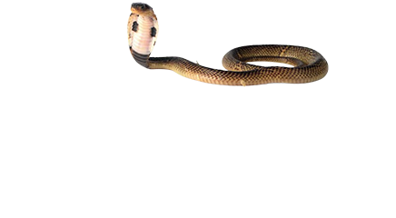 snake